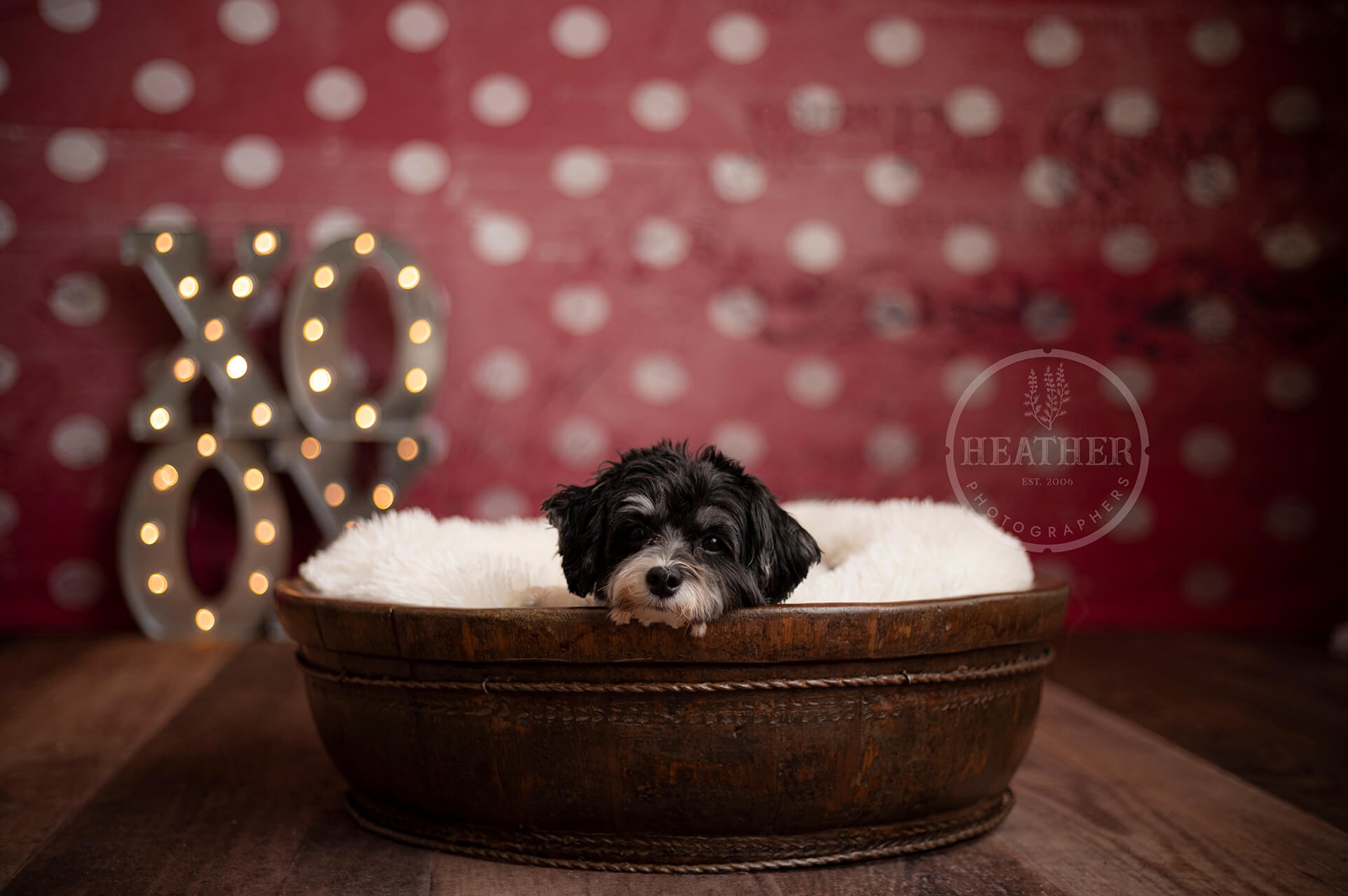 little puppy in dog bed on polka dot backdrop